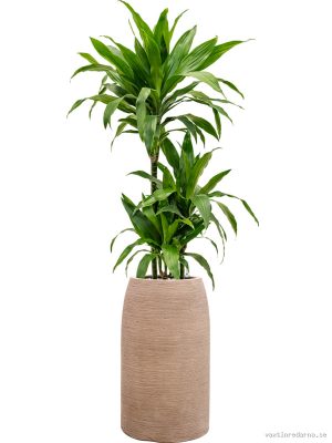 Dracaena fragrans 'Janet Craig' in Colorado - Vaxtinredarna.se