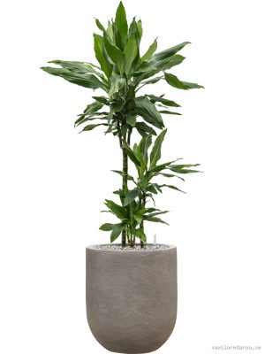 Dracaena fragrans 'Janet Lind' in Baq Nucast - Vaxtinredarna.se