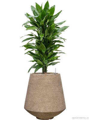 Dracaena fragrans 'Janet Lind' in Colorado - Vaxtinredarna.se