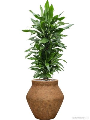 Dracaena fragrans 'Janet Lind' in Mineral - Vaxtinredarna.se