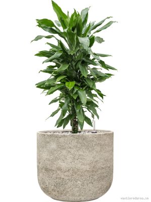 Dracaena fragrans 'Janet Lind' in Mont Blanc - Vaxtinredarna.se