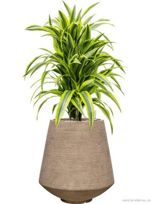 Dracaena fragrans 'Lemon Lime' in Colorado - Vaxtinredarna.se