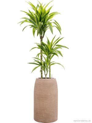 Dracaena fragrans 'Lemon Lime' in Colorado - Vaxtinredarna.se
