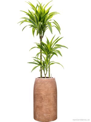 Dracaena fragrans 'Lemon Lime' in Colorado - Vaxtinredarna.se
