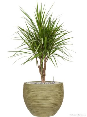 Dracaena marginata in Baq Dune - Vaxtinredarna.se