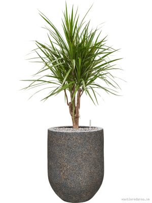 Dracaena marginata in Baq Naturescast - Vaxtinredarna.se