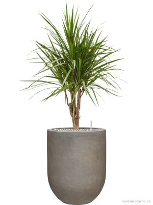 Dracaena marginata in Baq Nucast - Vaxtinredarna.se