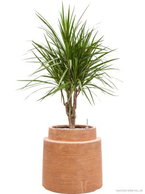 Dracaena marginata in Colorado - Vaxtinredarna.se