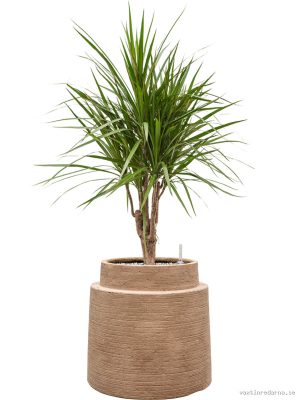 Dracaena marginata in Colorado - Vaxtinredarna.se
