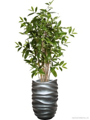 Dracaena Surculosa in Baq Gradient Lee - Vaxtinredarna.se