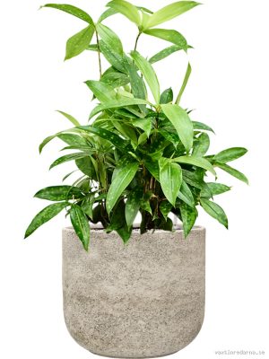 Dracaena surculosa in Mont Blanc - Vaxtinredarna.se