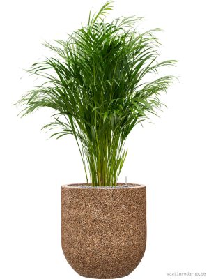 Dypsis (Areca) lutescens in Baq Naturescast - Vaxtinredarna.se