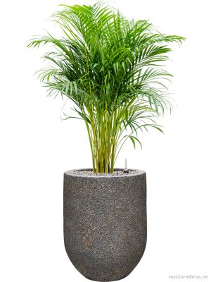 Dypsis (Areca) lutescens in Baq Naturescast - Vaxtinredarna.se