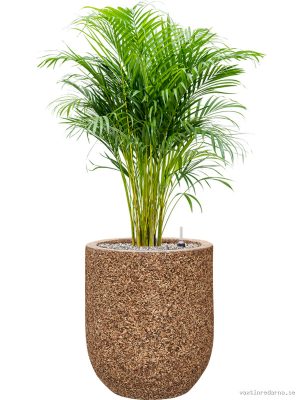 Dypsis (Areca) lutescens in Baq Naturescast - Vaxtinredarna.se