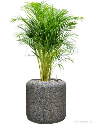 Dypsis (Areca) lutescens in Baq Naturescast - Vaxtinredarna.se