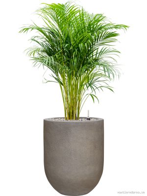 Dypsis (Areca) lutescens in Baq Nucast - Vaxtinredarna.se