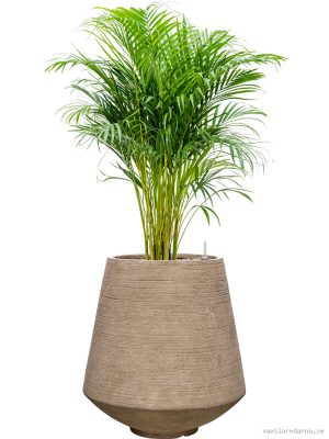 Dypsis (Areca) lutescens in Colorado - Vaxtinredarna.se