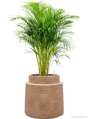 Dypsis (Areca) lutescens in Colorado - Vaxtinredarna.se