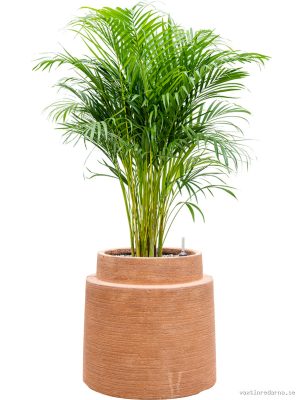 Dypsis (Areca) lutescens in Colorado - Vaxtinredarna.se
