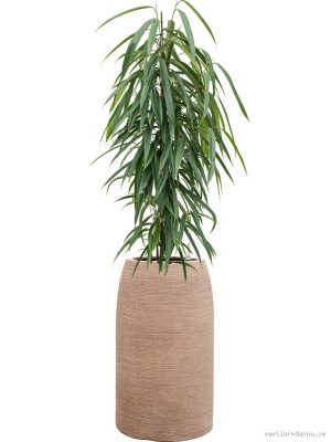 Ficus binnendijkii 'Alii' in Colorado - Vaxtinredarna.se