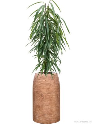 Ficus binnendijkii 'Alii' in Colorado - Vaxtinredarna.se