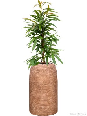 Ficus binnendijkii 'Amstel King' in Colorado - Vaxtinredarna.se