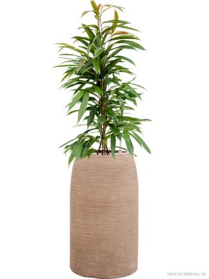 Ficus binnendijkii 'Amstel King' in Colorado - Vaxtinredarna.se