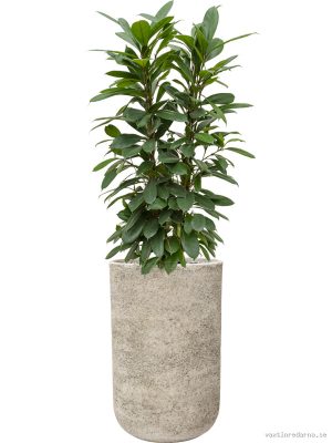 Ficus cyathistipula in Mont Blanc - Vaxtinredarna.se
