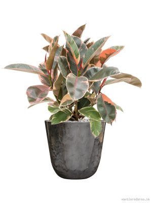 Ficus elastica 'Belize' in Palermo - Vaxtinredarna.se
