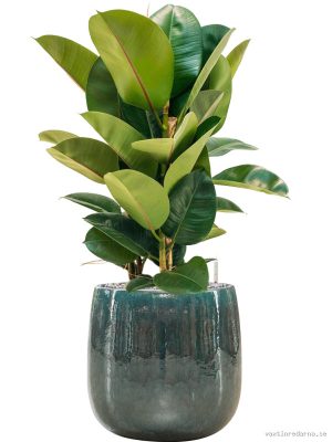 Ficus elastica 'Robusta' in Balloon - Vaxtinredarna.se
