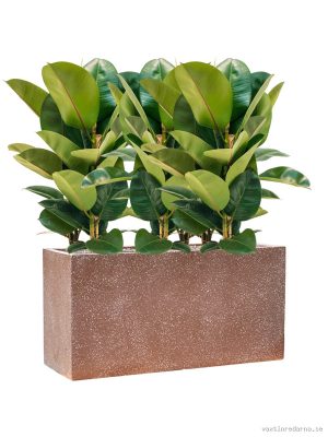 Ficus elastica 'Robusta' in Baq Terrazzo - Vaxtinredarna.se