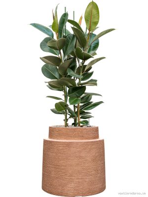 Ficus elastica 'Robusta' in Colorado - Vaxtinredarna.se