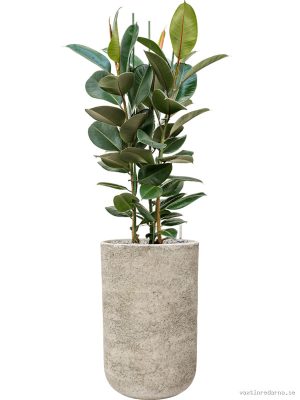 Ficus elastica 'Robusta' in Mont Blanc - Vaxtinredarna.se