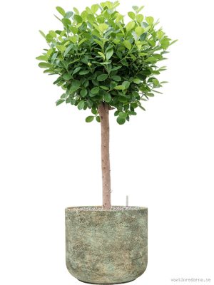 Ficus microcarpa 'Moclame' in Mont Blanc - Vaxtinredarna.se