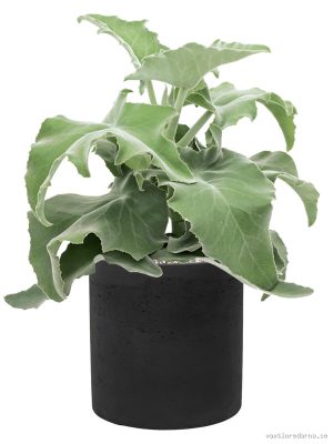 Kalanchoe beharensis in Rough - Vaxtinredarna.se