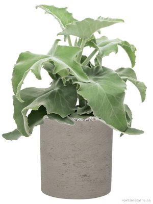 Kalanchoe beharensis in Rough - Vaxtinredarna.se