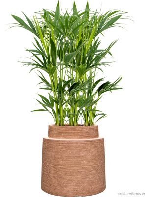 Kentia (Howea) forsteriana in Colorado - Vaxtinredarna.se