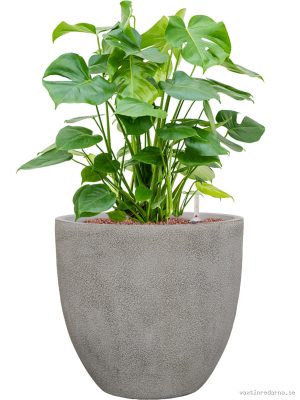 Monstera deliciosa in Antwerp - Vaxtinredarna.se