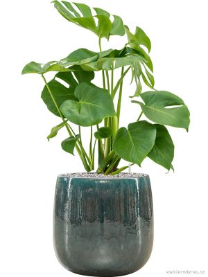 Monstera deliciosa in Balloon - Vaxtinredarna.se
