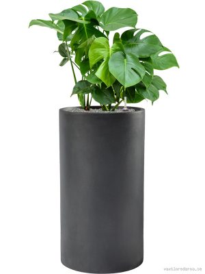 Monstera deliciosa in Baq Basic - Vaxtinredarna.se