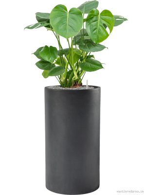 Monstera deliciosa in Baq Basic - Vaxtinredarna.se