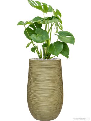 Monstera deliciosa in Baq Dune - Vaxtinredarna.se