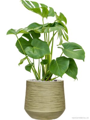 Monstera deliciosa in Baq Dune - Vaxtinredarna.se