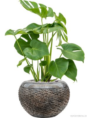 Monstera deliciosa in Baq Luxe Lite Universe Layer - Vaxtinredarna.se