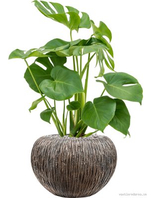 Monstera deliciosa in Baq Luxe Lite Universe Waterfall - Vaxtinredarna.se