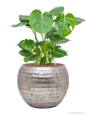 Monstera deliciosa in Baq Opus Hammered - Vaxtinredarna.se