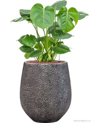 Monstera deliciosa in Baq Opus Hit - Vaxtinredarna.se