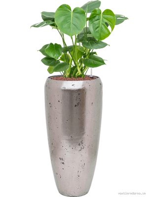 Monstera deliciosa in Baq Opus Raw - Vaxtinredarna.se