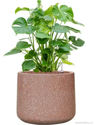 Monstera deliciosa in Baq Terrazzo - Vaxtinredarna.se