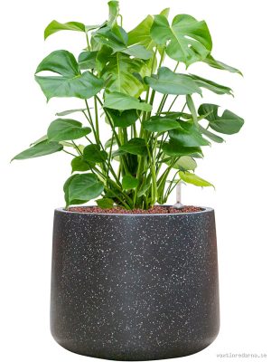 Monstera deliciosa in Baq Terrazzo - Vaxtinredarna.se